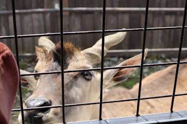 那須サファリパークに投稿された画像（2022/4/17）