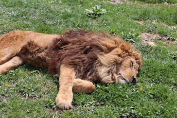 那須サファリパークに投稿された画像（2022/4/17）