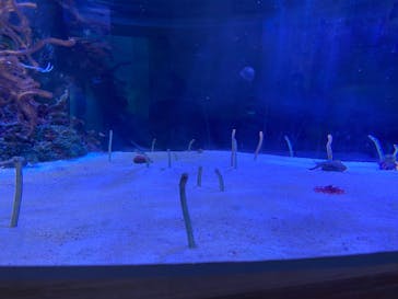 名古屋港水族館に投稿された画像（2022/4/17）