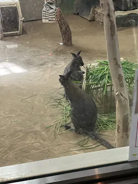 天王寺動物園に投稿された画像（2022/4/17）