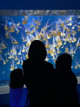 新江ノ島水族館に投稿された画像（2022/4/17）