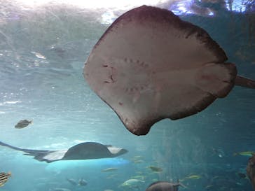 新江ノ島水族館に投稿された画像（2022/4/17）