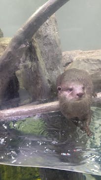 マクセル アクアパーク品川に投稿された画像（2022/4/17）