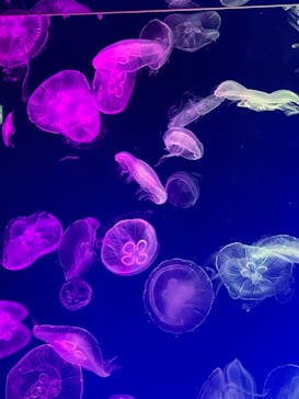 名古屋港水族館に投稿された画像（2022/4/17）