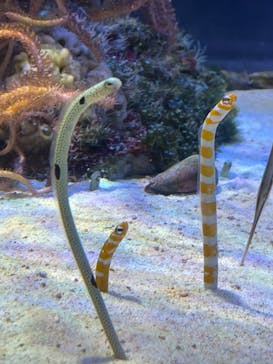 名古屋港水族館に投稿された画像（2022/4/17）