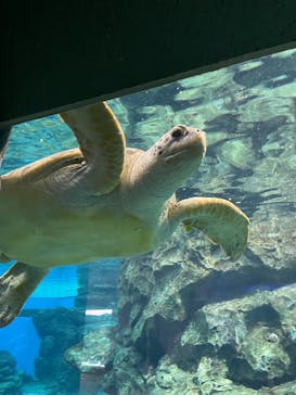 名古屋港水族館に投稿された画像（2022/4/17）