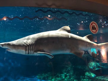 しながわ水族館に投稿された画像（2022/4/17）