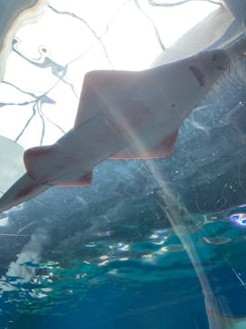 マクセル アクアパーク品川に投稿された画像（2022/4/17）