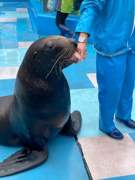 ゼロ距離水族館 伊勢シーパラダイスに投稿された画像（2022/4/17）