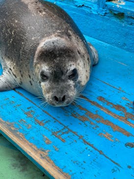 ゼロ距離水族館 伊勢シーパラダイスに投稿された画像（2022/4/17）