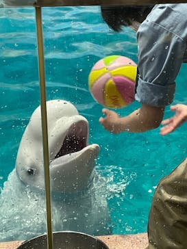 名古屋港水族館に投稿された画像（2022/4/17）