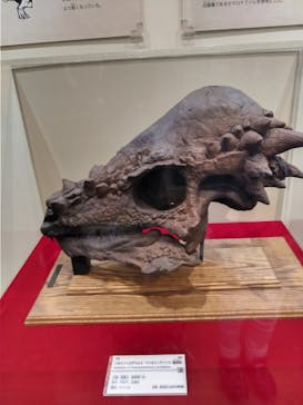 国立科学博物館　特別企画展「ポケモン化石博物館」に投稿された画像（2022/4/17）