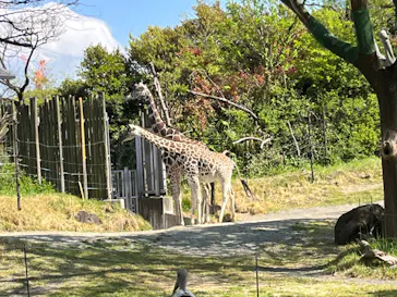 天王寺動物園に投稿された画像（2022/4/17）