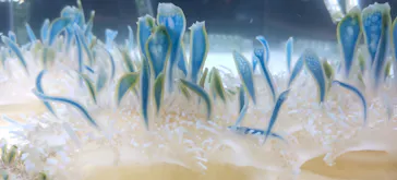 すみだ水族館に投稿された画像（2022/4/17）