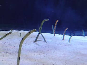 名古屋港水族館に投稿された画像（2022/4/17）