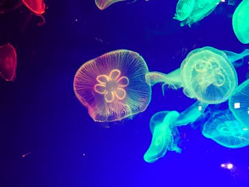 名古屋港水族館に投稿された画像（2022/4/17）