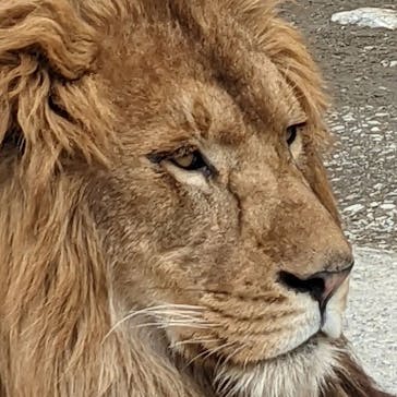 群馬サファリパークに投稿された画像（2022/4/17）