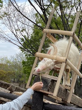 群馬サファリパークに投稿された画像（2022/4/17）