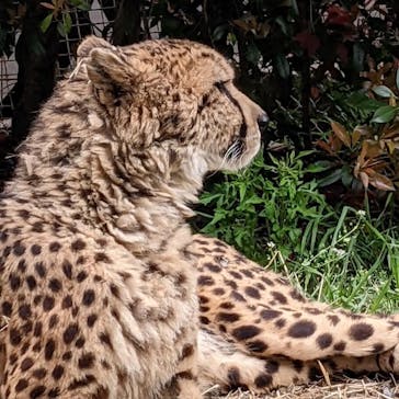 群馬サファリパークに投稿された画像（2022/4/17）