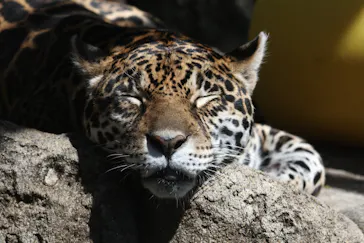 天王寺動物園に投稿された画像（2022/4/17）