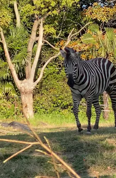天王寺動物園に投稿された画像（2022/4/17）