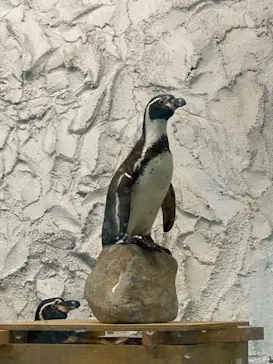 天王寺動物園に投稿された画像（2022/4/17）