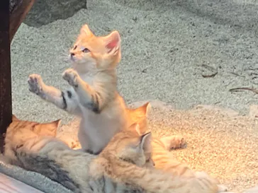 神戸どうぶつ王国に投稿された画像（2022/4/17）