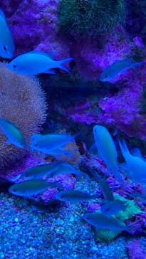 マクセル アクアパーク品川に投稿された画像（2022/4/17）