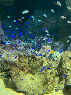 マクセル アクアパーク品川に投稿された画像（2022/4/17）