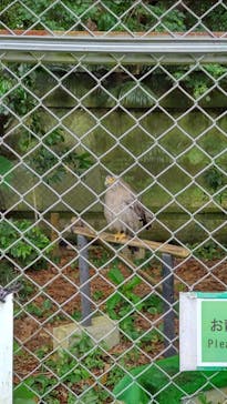 石垣やいま村に投稿された画像（2022/4/17）