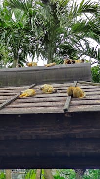 石垣やいま村に投稿された画像（2022/4/17）