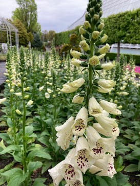 安城産業文化公園デンパークに投稿された画像（2022/4/17）