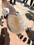 しろとり動物園に投稿された画像（2022/4/18）