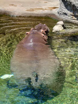 天王寺動物園に投稿された画像（2022/4/17）
