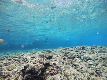 武藤潜水に投稿された画像（2022/4/18）