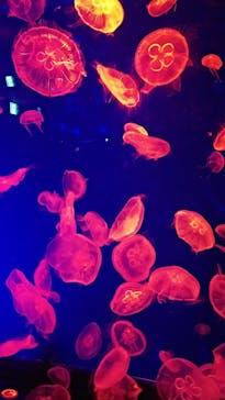 名古屋港水族館に投稿された画像（2022/4/18）