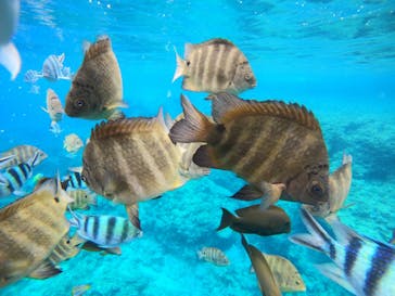 武藤潜水に投稿された画像（2022/4/18）