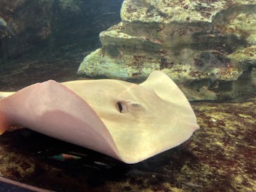 鴨川シーワールドに投稿された画像（2022/4/18）