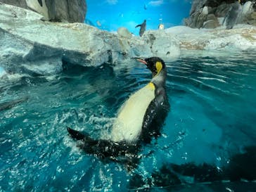 鴨川シーワールドに投稿された画像（2022/4/18）