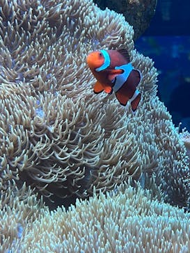 鴨川シーワールドに投稿された画像（2022/4/18）