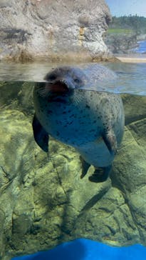 新江ノ島水族館に投稿された画像（2022/4/18）