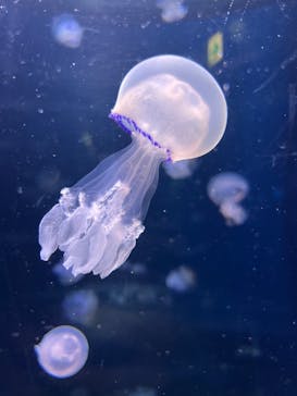 新江ノ島水族館に投稿された画像（2022/4/18）