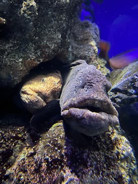 新江ノ島水族館に投稿された画像（2022/4/18）