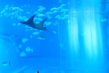 沖縄美ら海水族館に投稿された画像（2022/4/18）