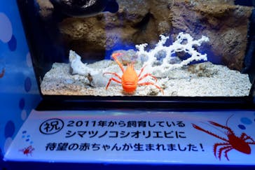 沖縄美ら海水族館に投稿された画像（2022/4/18）