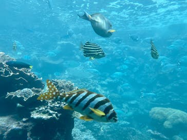 串本海中公園水族館に投稿された画像（2022/4/18）