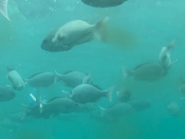 串本海中公園水族館に投稿された画像（2022/4/18）