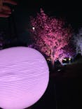 NAKED FLOWERS 2022 -桜- 世界遺産・二条城に投稿された画像（2022/4/18）