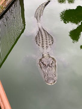 熱川バナナワニ園に投稿された画像（2022/4/18）