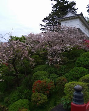 小田原城に投稿された画像（2022/4/18）